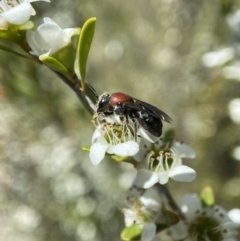 Euryglossa ephippiata (Saddleback Euryglossine Bee) at Holder Wetlands - 10 Dec 2022 by AJB