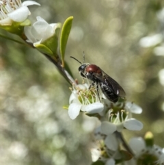 Euryglossa ephippiata at Holder, ACT - 11 Dec 2022