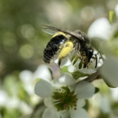 Leioproctus sp. (genus) (Plaster bee) at Holder, ACT - 10 Dec 2022 by AJB