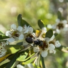 Leioproctus sp. (genus) at Holder, ACT - 11 Dec 2022