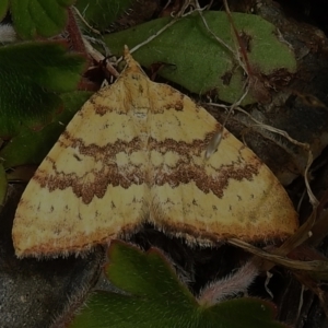 Chrysolarentia correlata at Paddys River, ACT - 21 Dec 2022