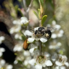 Leioproctus sp. (genus) (Plaster bee) at Holder Wetlands - 10 Dec 2022 by AJB