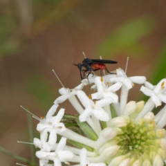 Empididae sp. (family) (Dance fly) at Tidbinbilla Nature Reserve - 4 Dec 2022 by DPRees125