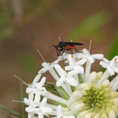 Empididae (family) (Dance fly) at Paddys River, ACT - 4 Dec 2022 by DPRees125