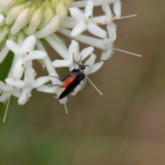 Empididae (family) at Paddys River, ACT - 4 Dec 2022