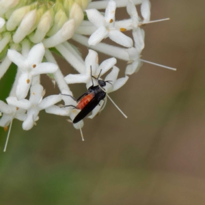 Empididae (family) at Paddys River, ACT - 4 Dec 2022 12:48 PM