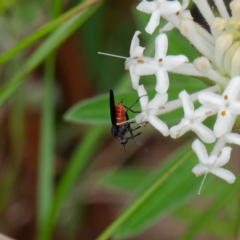 Empididae (family) at Paddys River, ACT - 4 Dec 2022