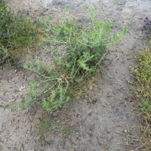 Carthamus lanatus at Aranda, ACT - 22 Dec 2022