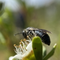 Leioproctus sp. (genus) (Plaster bee) at Holder, ACT - 10 Dec 2022 by AJB