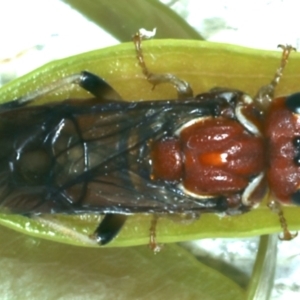 Perginae sp. (subfamily) at Ainslie, ACT - 21 Dec 2022