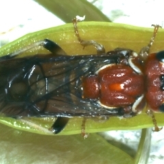 Unidentified Sawfly (Hymenoptera, Symphyta) (TBC) at Ainslie, ACT - 21 Dec 2022 by jb2602