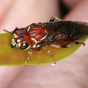 Perginae sp. (subfamily) at Ainslie, ACT - 21 Dec 2022