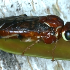 Perginae sp. (subfamily) at Ainslie, ACT - 21 Dec 2022