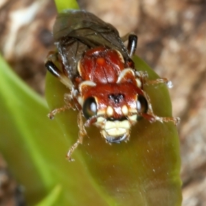 Perginae sp. (subfamily) at Ainslie, ACT - 21 Dec 2022