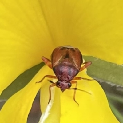 Miridae (family) (Unidentified plant bug) at Rendezvous Creek, ACT - 16 Dec 2022 by Jamay