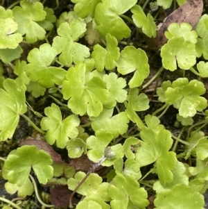 Hydrocotyle sibthorpioides at Cotter River, ACT - 21 Dec 2022 03:53 PM