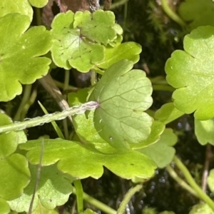 Hydrocotyle sibthorpioides at Cotter River, ACT - 21 Dec 2022