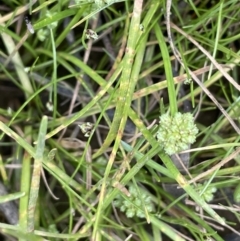 Isolepis gaudichaudiana at Cotter River, ACT - 21 Dec 2022