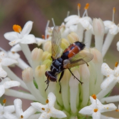 Cylindromyia sp. (genus) (Bristle fly) at Tidbinbilla Nature Reserve - 4 Dec 2022 by DPRees125