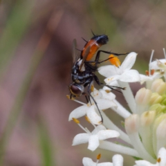 Cylindromyia sp. (genus) at Paddys River, ACT - 4 Dec 2022