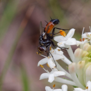 Cylindromyia sp. (genus) at Paddys River, ACT - 4 Dec 2022