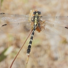 Hemigomphus gouldii (Southern Vicetail) at Woodstock Nature Reserve - 20 Dec 2022 by JohnBundock