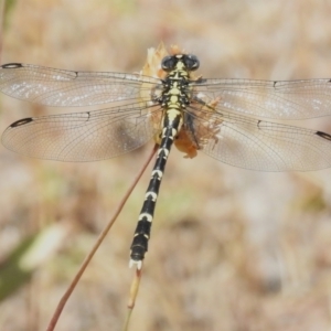 Hemigomphus gouldii at Woodstock Nature Reserve - 20 Dec 2022