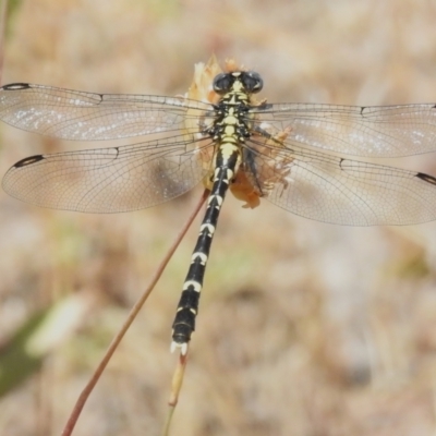 Hemigomphus gouldii (Southern Vicetail) at Woodstock Nature Reserve - 20 Dec 2022 by JohnBundock