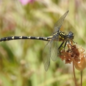 Hemigomphus gouldii at Woodstock Nature Reserve - 20 Dec 2022