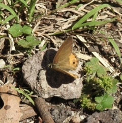 Hypocysta pseudirius (Grey Ringlet, Dingy Ringlet) at Bungonia, NSW - 8 Nov 2022 by GlossyGal