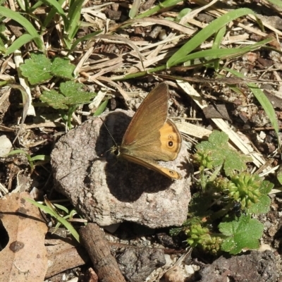 Hypocysta pseudirius (Grey Ringlet, Dingy Ringlet) at Bungonia, NSW - 8 Nov 2022 by GlossyGal