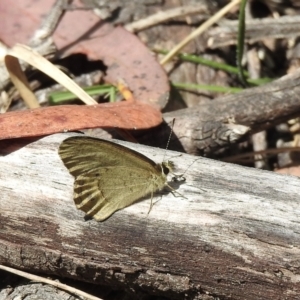 Hypocysta pseudirius at Bungonia, NSW - 8 Nov 2022