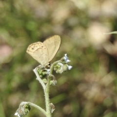 Hypocysta pseudirius at Bungonia, NSW - 8 Nov 2022