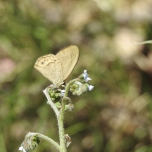 Hypocysta pseudirius at Bungonia, NSW - 8 Nov 2022