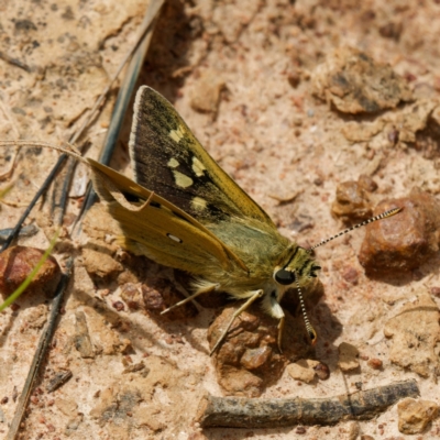 Trapezites luteus (Yellow Ochre, Rare White-spot Skipper) at Mount Ainslie - 19 Nov 2022 by DPRees125