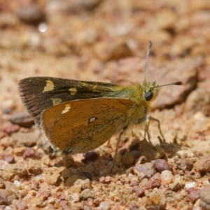 Trapezites luteus at Pialligo, ACT - 19 Nov 2022