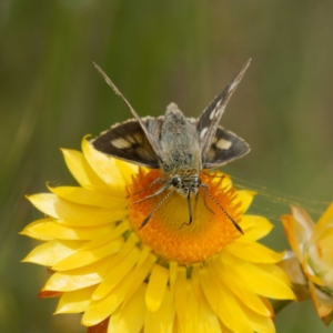 Trapezites luteus at Pialligo, ACT - 19 Nov 2022 11:44 AM