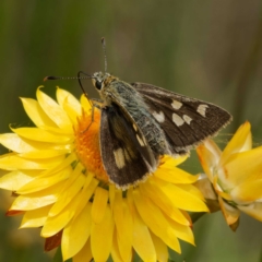 Trapezites luteus at Pialligo, ACT - 19 Nov 2022