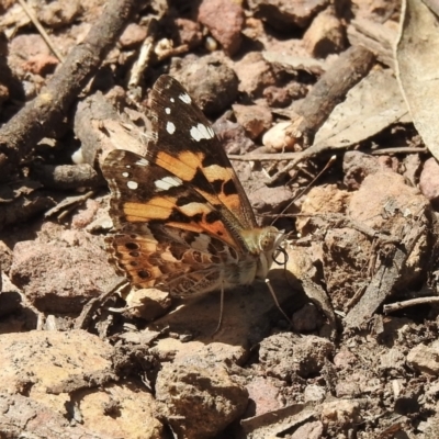 Vanessa kershawi (Australian Painted Lady) at Bungonia, NSW - 8 Nov 2022 by GlossyGal