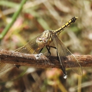 Orthetrum caledonicum at Coree, ACT - 20 Dec 2022