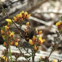 Trapezites phigalia (Heath Ochre) at Bungonia, NSW - 7 Nov 2022 by GlossyGal