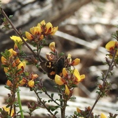 Trapezites phigalia (Heath Ochre) at Bungonia, NSW - 8 Nov 2022 by GlossyGal