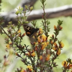 Trapezites phigalia at Bungonia, NSW - 8 Nov 2022