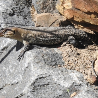 Egernia cunninghami (Cunningham's Skink) at Woodstock Nature Reserve - 19 Dec 2022 by JohnBundock