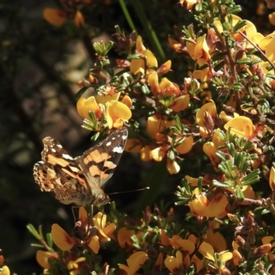 Vanessa kershawi (Australian Painted Lady) at Bungonia, NSW - 8 Nov 2022 by GlossyGal