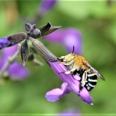 Amegilla sp. (genus) (Blue Banded Bee) at Jamberoo, NSW - 15 Mar 2019 by plants