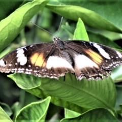 Hypolimnas bolina (Varied Eggfly) at Jamberoo, NSW - 16 Feb 2019 by plants