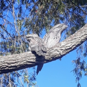 Podargus strigoides at Jamberoo, NSW - 16 Nov 2021