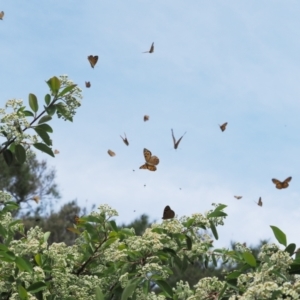 Heteronympha merope at Red Hill, ACT - 21 Dec 2022