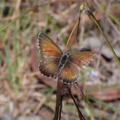 Neolucia agricola (Fringed Heath-blue) at Cook, ACT - 20 Dec 2022 by CathB